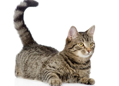Image shows a grey cat with black stripes and its tail pointed up