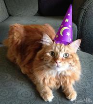 Image shows a real orange cat wearing a witches pointed, purple hat.
