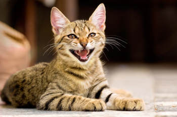 Image shows a real grinning cat, that is brown with black stripes.