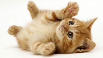 Image shows the picture of real kitten, very cute, rolling on its back.