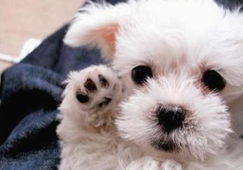Image shows the face of a white puppy