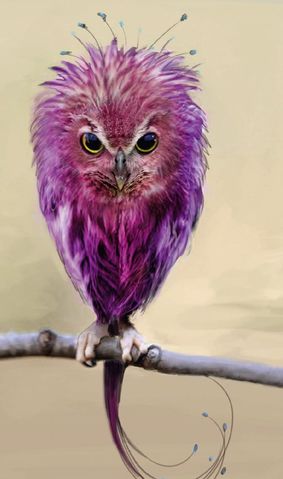 Image shows a purple Fwooper