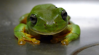 Image shows a real green toad on a table