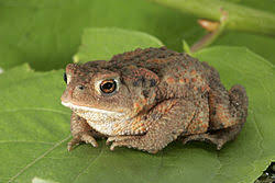 Image shows a real brown toad on a leaf