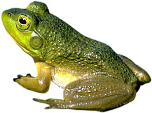 Image shows a real green toad over a white background