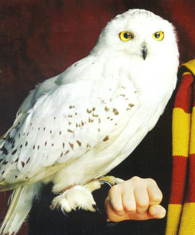 Image shows a picture of Hedwig, Harry Potter's snowy owl.