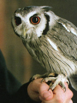 Image shows a picture of Errol. the Weasley's family owl