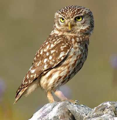 Image shows a real brown owl with white dots and yellow eyes