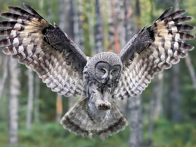 Image shows a real grey owl with its wings spreading, ready to take flight