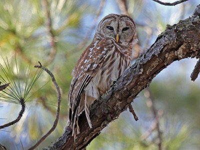 Image shows a real brown owl standing on a tree branch.